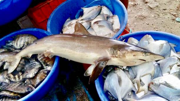 Fish market