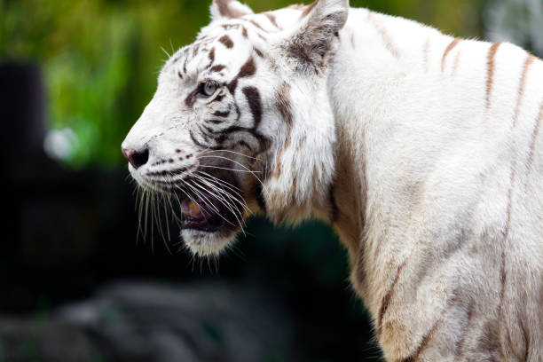 istock White Royal Bengal Tiger 883005972