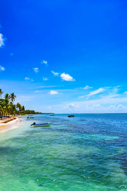 istock paradise resort beach palm tree sea Dominican Republic 883014838