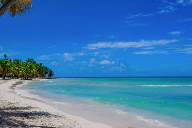 istock paradise resort beach palm tree sea Dominican Republic 883019192