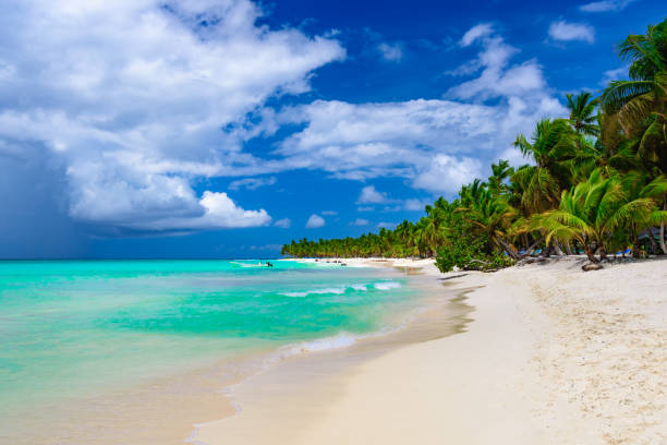 istock paradise resort beach palm tree sea Dominican Republic 883019194