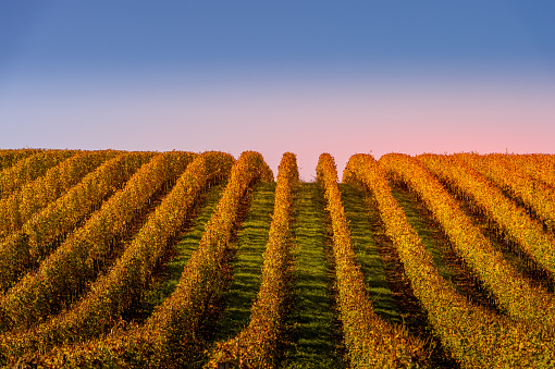 Vineyard sunrise bordeaux vineyard france, Europe