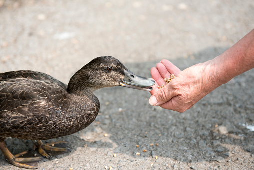 Close up image of a hand feeding a duck outdoors