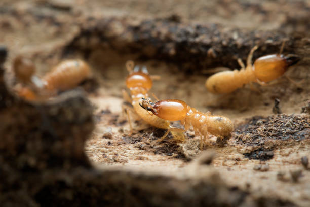 tumulo di termiti e termiti sullo sfondo della natura. - termite foto e immagini stock