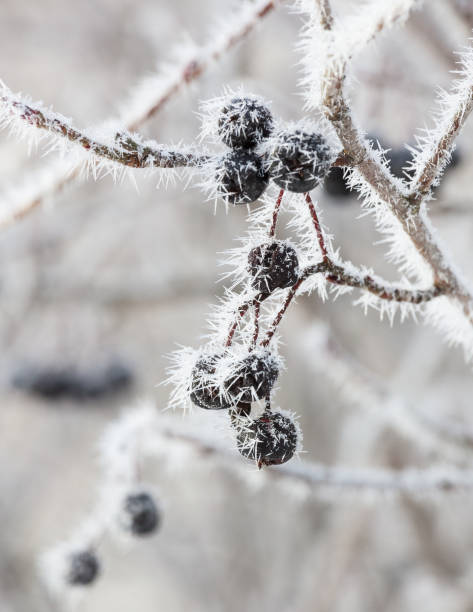 istock Frozen berries in bush cold autumn day 883030890