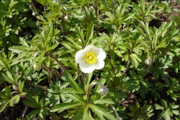 istock Front view of single white anemone flower 883031640
