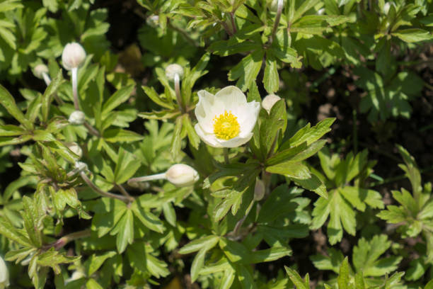 istock White colored flowers of snowdrop anemone in spring 883031770