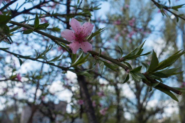 istock Single pink peach flower in mid spring 883031876