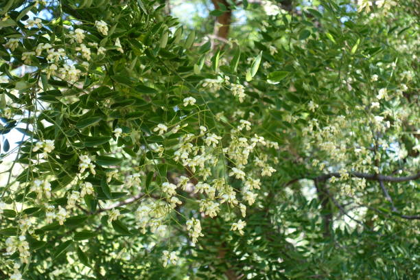 Little white flowers of Sophora japonica tree Little white flowers of Sophora japonica tree styphnolobium japonicum stock pictures, royalty-free photos & images