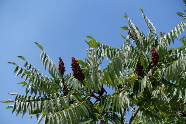 istock Branches of vinegar tree against the sky 883032190