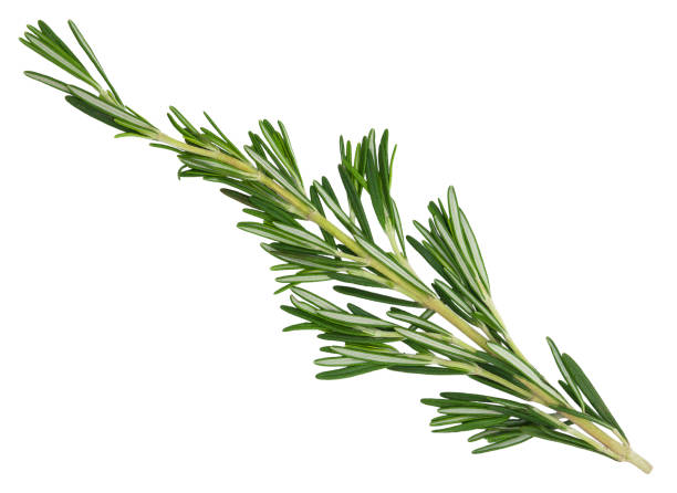 istock Fresh green rosemary sprig. 883034756