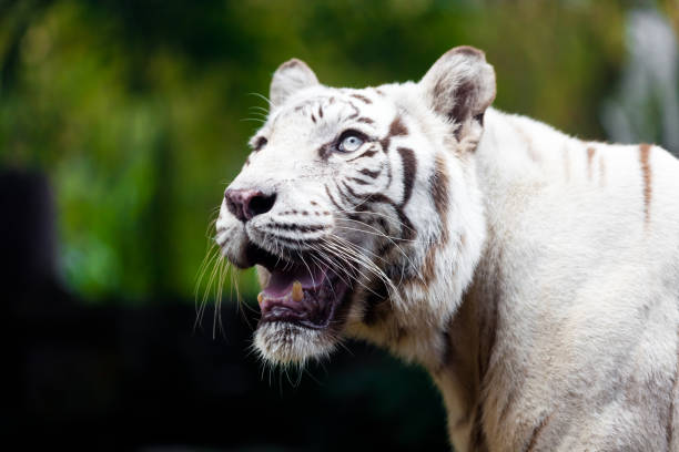 istock White Royal Bengal Tiger 883035078