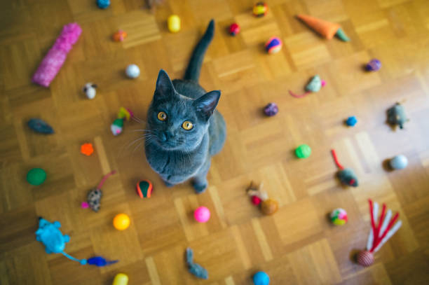 gato chartreux sentado entre juguetes - fun mouse animal looking fotografías e imágenes de stock