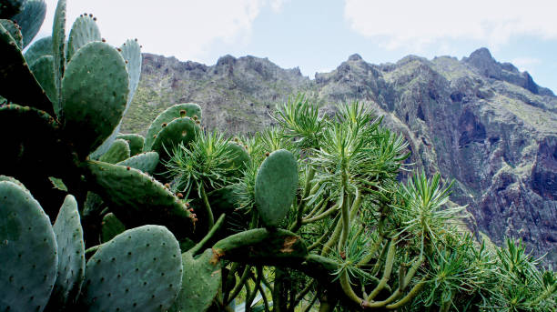 istock Succulents in the valley of Masca 883042072