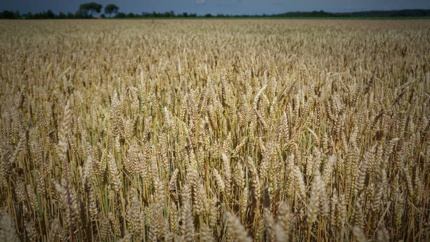 Dutch Wheat Field stock photo