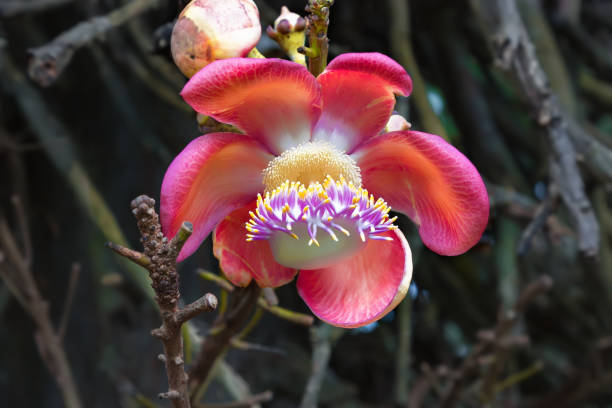 istock Amazing beautiful flower. 883045640