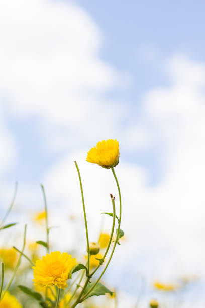 istock chrysanthemum flower in garden 883049884