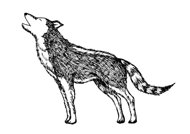 17,557 Wolf Drawing Illustrations & Clip Art - iStock | Wolf sketch, Wolf  illustration, Wolf painting