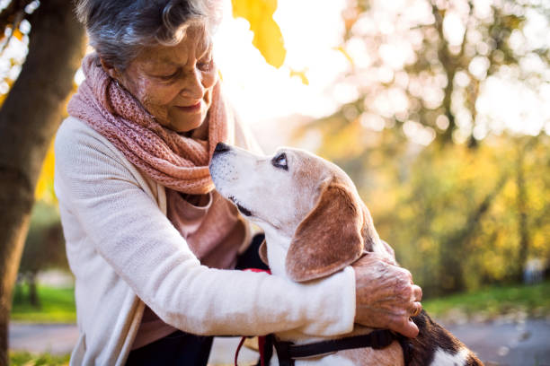 una donna anziana con cane nella natura autunnale. - autumn women leaf scarf foto e immagini stock