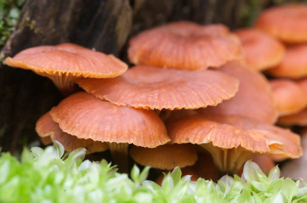 istock Flammulina velutipes mushrooms 883058334