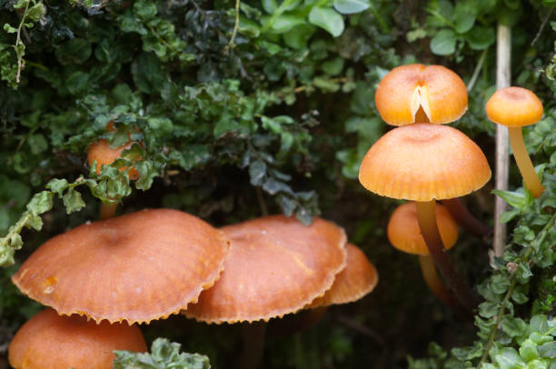 istock Flammulina velutipes mushrooms 883058336