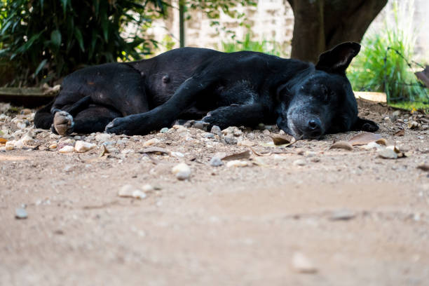 istock thai black dog sleep on the floor 883061046