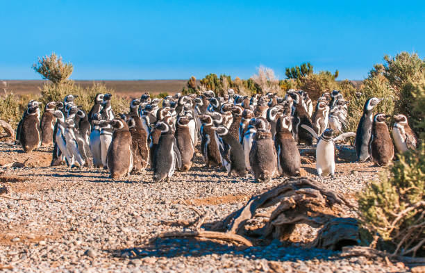 istock Magellanic penguins in Patagonia, Argentina 883062162