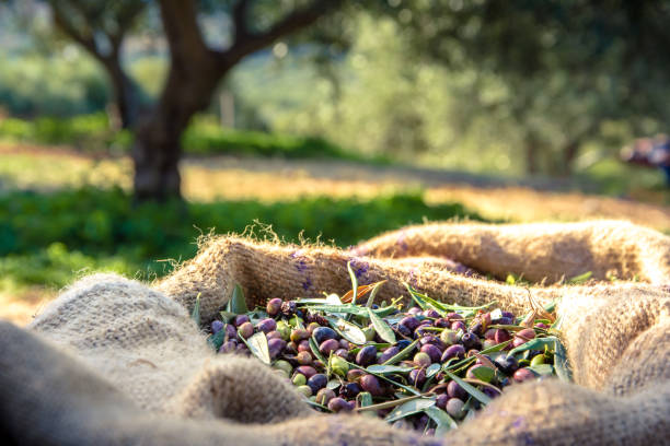 olive fresche raccolte in sacchi in un campo di creta, grecia per la produzione di olio d'oliva - oliveto foto e immagini stock