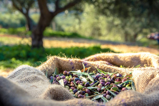 Harvested fresh olives in sacks in a field in Crete, Greece for olive oil production Harvested fresh olives in sacks in a field in Crete, Greece for olive oil production sack photos stock pictures, royalty-free photos & images
