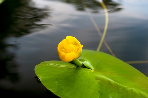 Flower bud of Yellow Water-lily. Least Water-lily grows naturally.