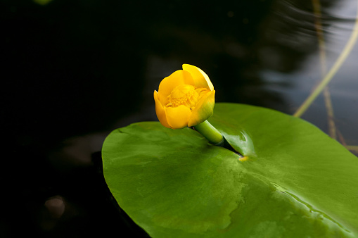 Flower bud of Yellow Water-lily. Least Water-lily grows naturally.