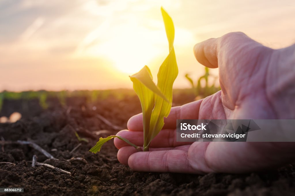Farmer examining young green corn maize crop Farmer examining young green corn maize crop plant in cultivated agricultural field Agricultural Field Stock Photo