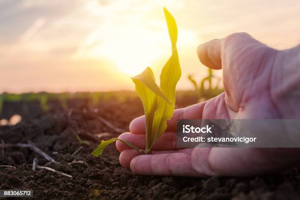 Farmer Examining Young Green Corn Maize Crop Stock Photo - Download Image Now - Agricultural Field, Biodiversity, Farmer