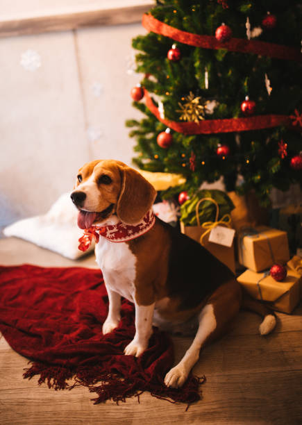 istock Cute happy puppy sitting under Christmas tree with presents 883069718