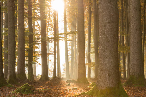 バックライトの秋の森照る太陽光線 - parade rest ストックフォトと画像