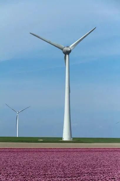 Energy producing windmills and purple tulips.