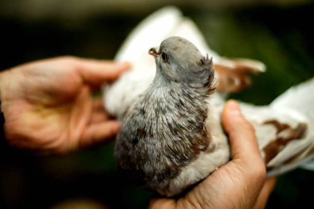 istock Pigeon in the hands of breeders 883076152