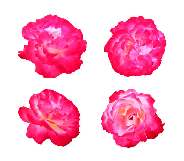 Set of bright pink roses isolated on white background.