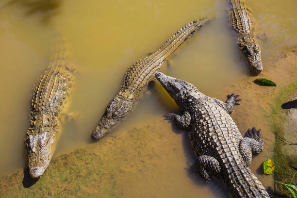 istock water bodies on the Crocodiles in Dalat. 883076668