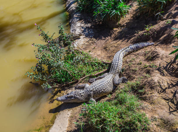 istock water bodies on the Crocodiles in Dalat. 883076856