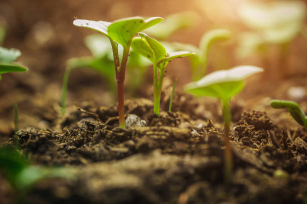 nowe życie zaczyna sadzonki dotarcie do nieba - agricultural science zdjęcia i obrazy z banku zdjęć