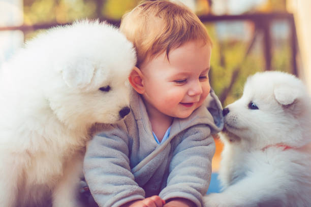 istock Child with samoyed puppies 883079974