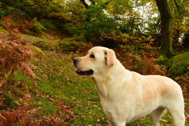 istock Labrador Retriever in the Lake District 883087702