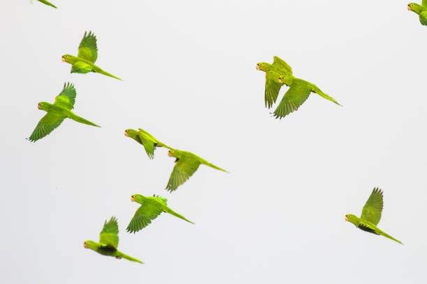 istock Flock of White-eyed Parakeet (Psittacara leucophthalmus) - white background 883088084
