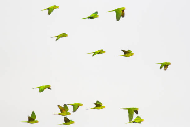 Flock of White-eyed Parakeet (Psittacara leucophthalmus) - white background