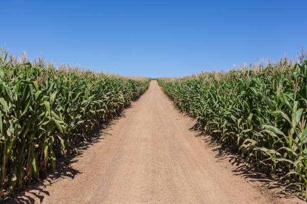 istock Road and corn plantation at Minas GErais - Brazil 883088184