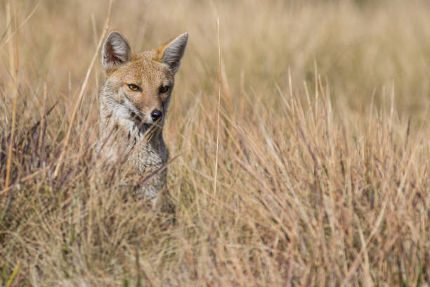 istock Mammal known as 