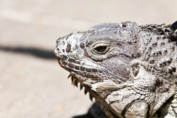 Big Iguana in the Arboretum