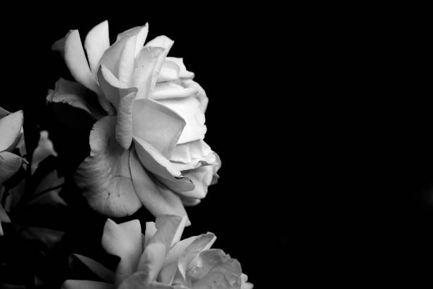 istock wild roses isolated on black background. Black and white version. 883088930