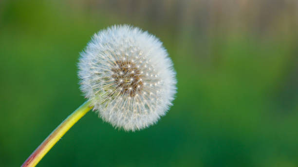 istock Huge blowball in warm afternoon light in springtime 883089118